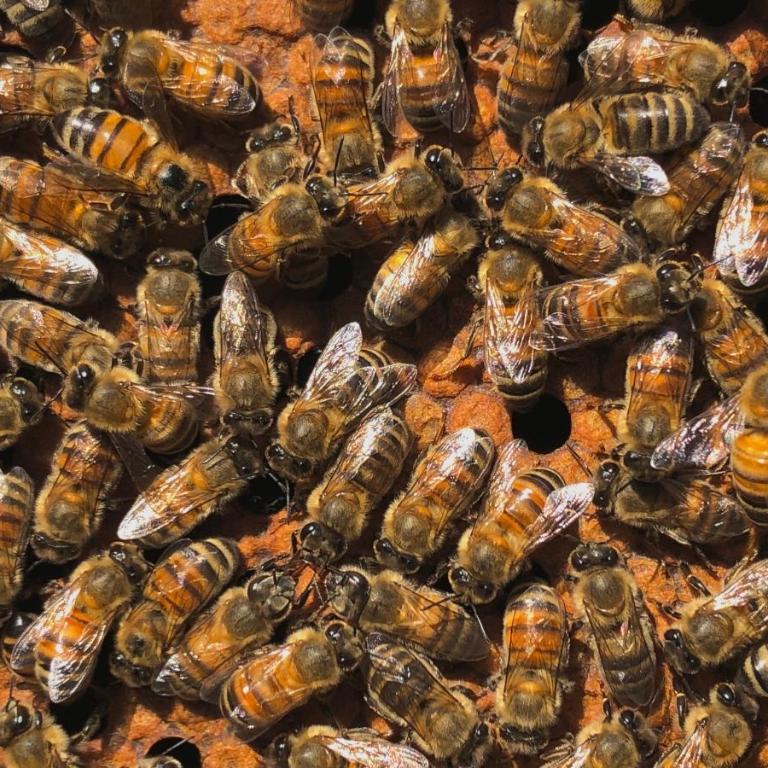 La Minucciola - Appartamento con 1 Camera da Letto - 3