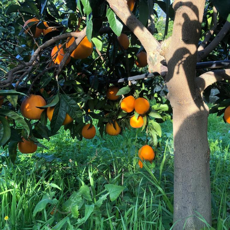 La Minucciola - Appartamento con 1 Camera da Letto - 4