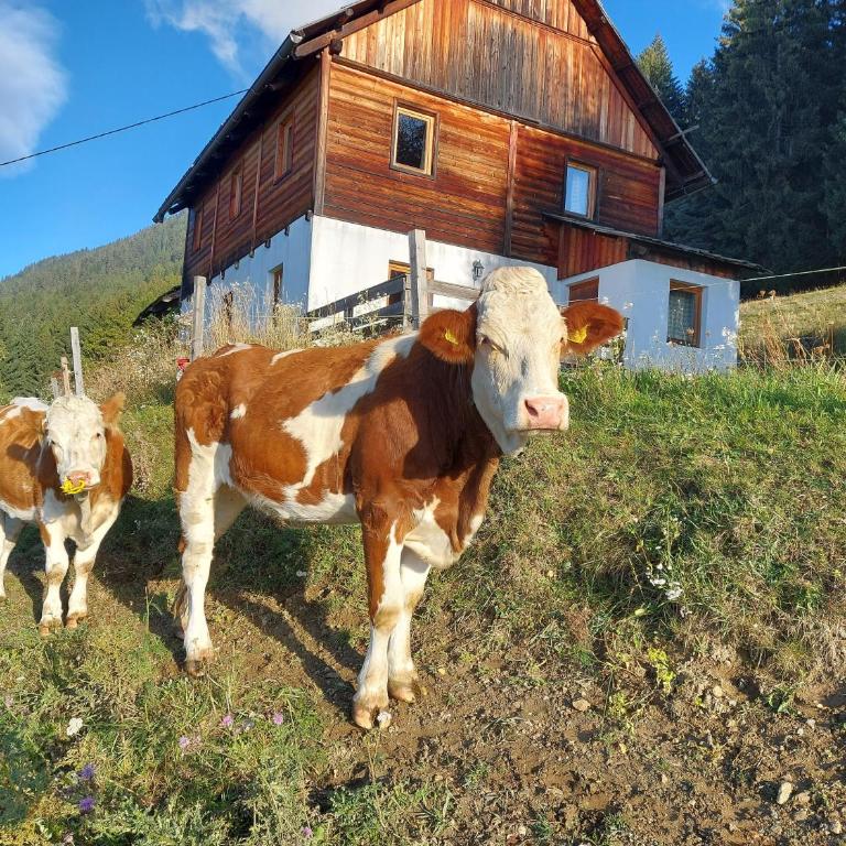 Karlbauer Hütte - Haus mit 3 Schlafzimmern - 12