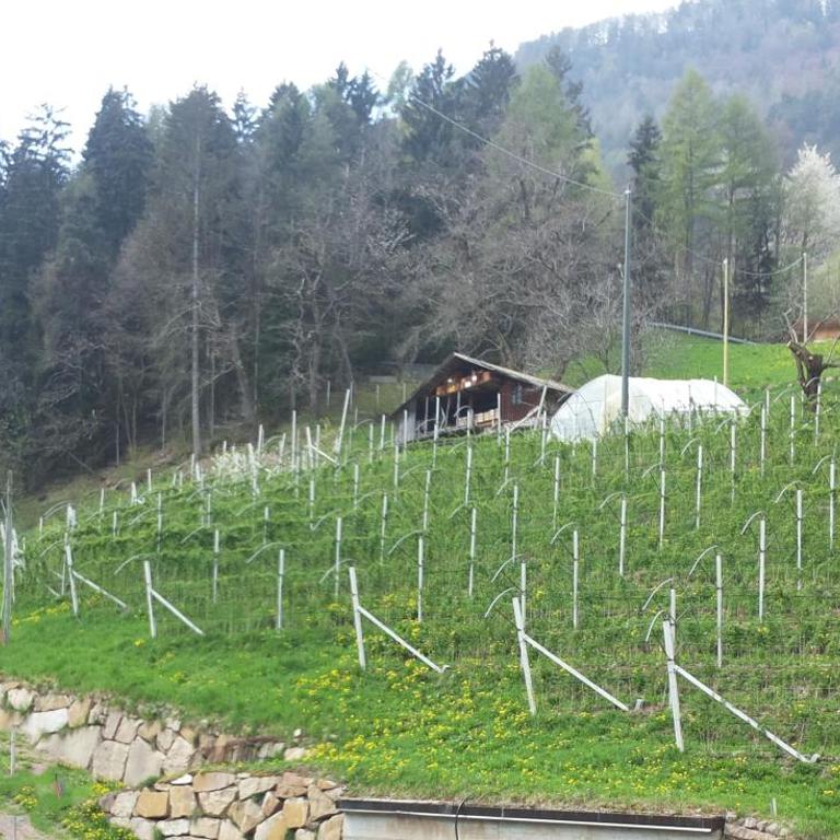 Neuhäusl-Hof - Appartamento con Vista Montagna - 10