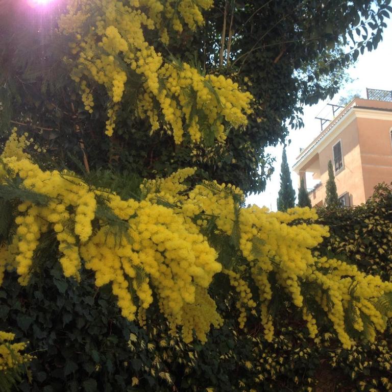 Gianicolo Penny's Garden a Roma centro - Casa con 1 Camera da Letto - 50