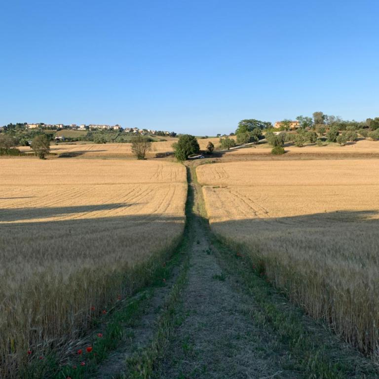 Tra Gli Olivi E La Riviera Del Conero - Appartamento con 2 Camere da Letto - 10