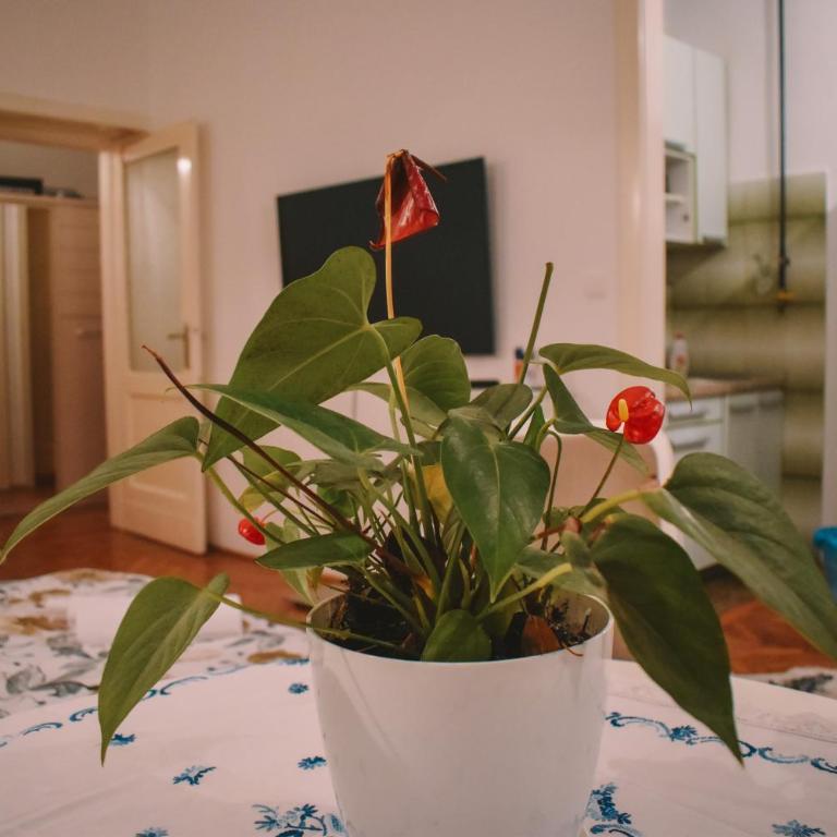 Nina Apartment - Apartman sa 1 Spavaćom Sobom - 7