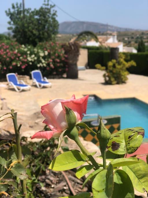 Rustico Appartment 'Olta' in finca, see-and garden side - Casa con 1 dormitorio - 29