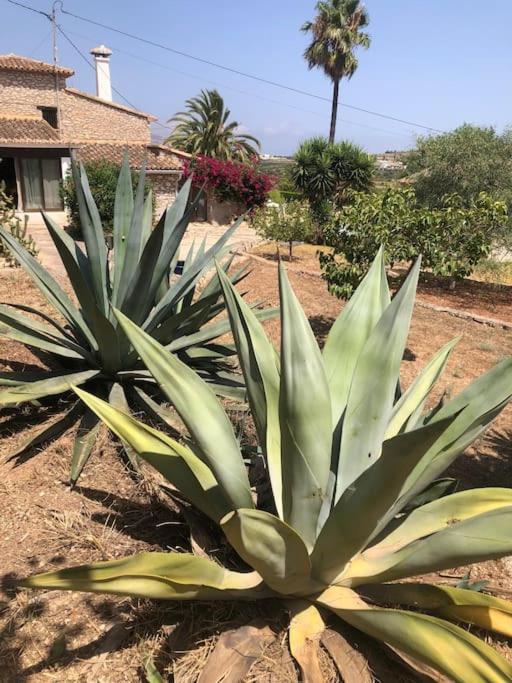 Rustico Appartment 'Olta' in finca, see-and garden side - Casa con 1 dormitorio - 39