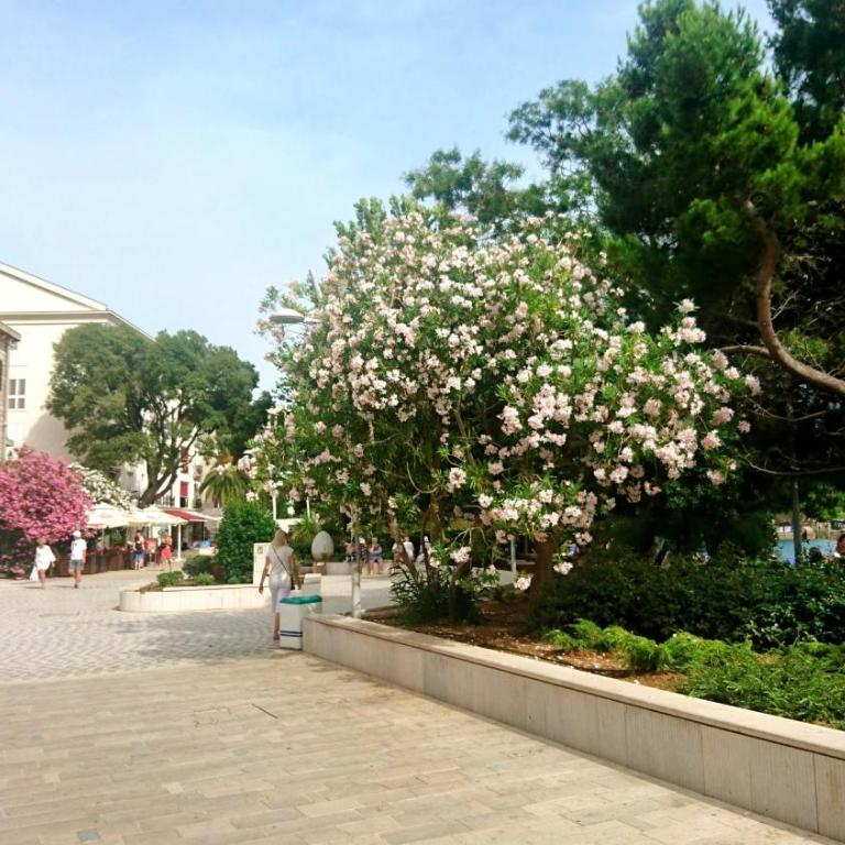 Petrovac Bay Monte - Three-Bedroom Apartment - 38