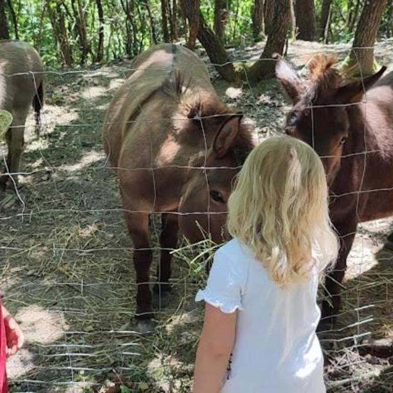 Agriturismo Biofattoria l'Upupa - Doppelzimmer mit eigenem Bad - 18