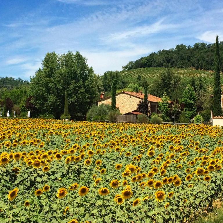 I Girasoli San Gimignano Apartments - Apartment - Ground Floor - 22