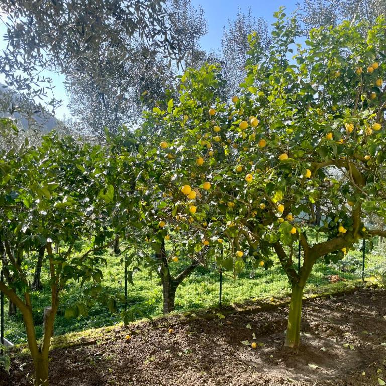 The smile of the sun in Casarlano- narrow road to access only - Double Room with Private Bathroom - 16