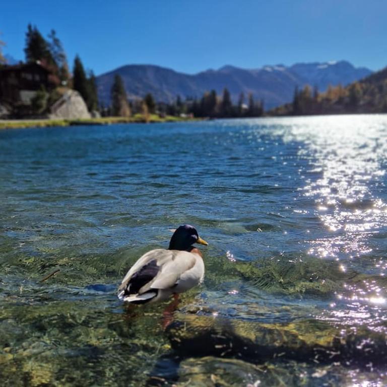 Superbe appartement Champex-Lac avec piscine et sauna - Apartment mit 2 Schlafzimmern - 27