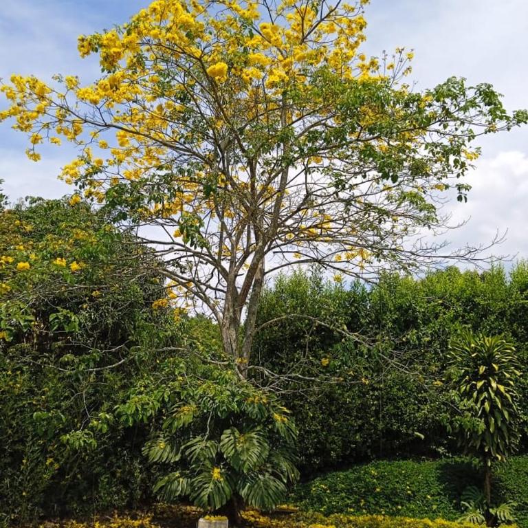 Casa 22 Alcaravanes - Villa - 68