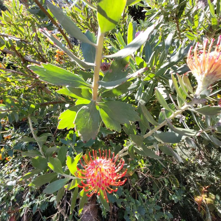 Finca Llano de la cebolla - Casa de 2 dormitorios - 45