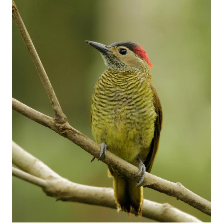 Posada Campo Libre - Two-Bedroom House - 33