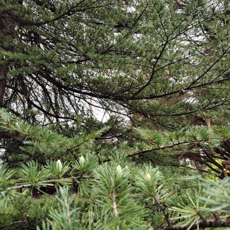 Chalet Los Troncos - Bungalow - 30