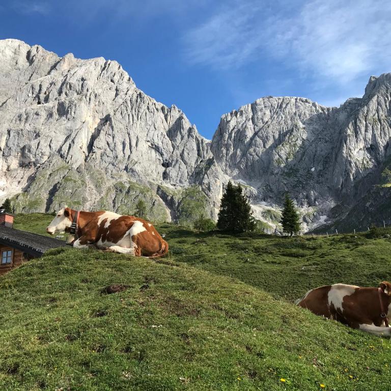 Bio Schartenalm - Chalet mit 3 Schlafzimmern - 36