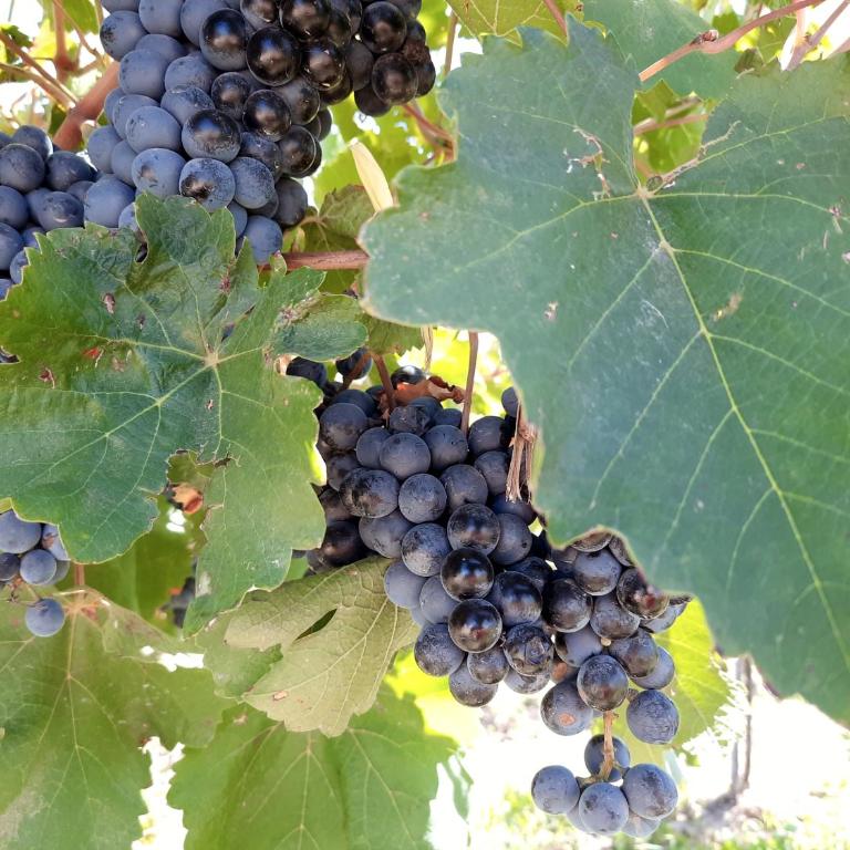 Finca Los Racimos - Casa Syrah - Casa con 1 dormitorio - 19