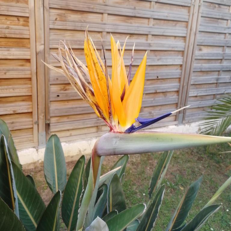 Lovely Studio & Garden - près des plages Cagnes-sur-Mer - Estudio con jardín privado - 16