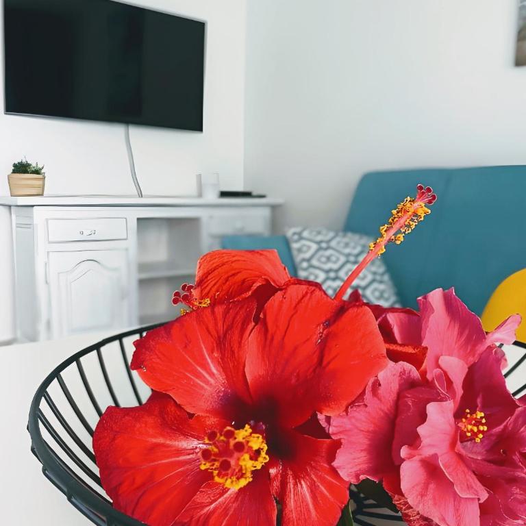 Red Hibiscus Corralejo iRent Fuerteventura - One-Bedroom Apartment - 3