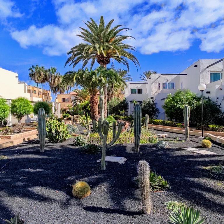 Red Hibiscus Corralejo iRent Fuerteventura - One-Bedroom Apartment - 30