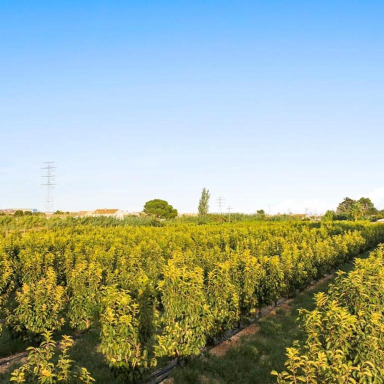 Huerto Valenciano - Sol y Tranquilidad - Piscina - Five-Bedroom House - 45