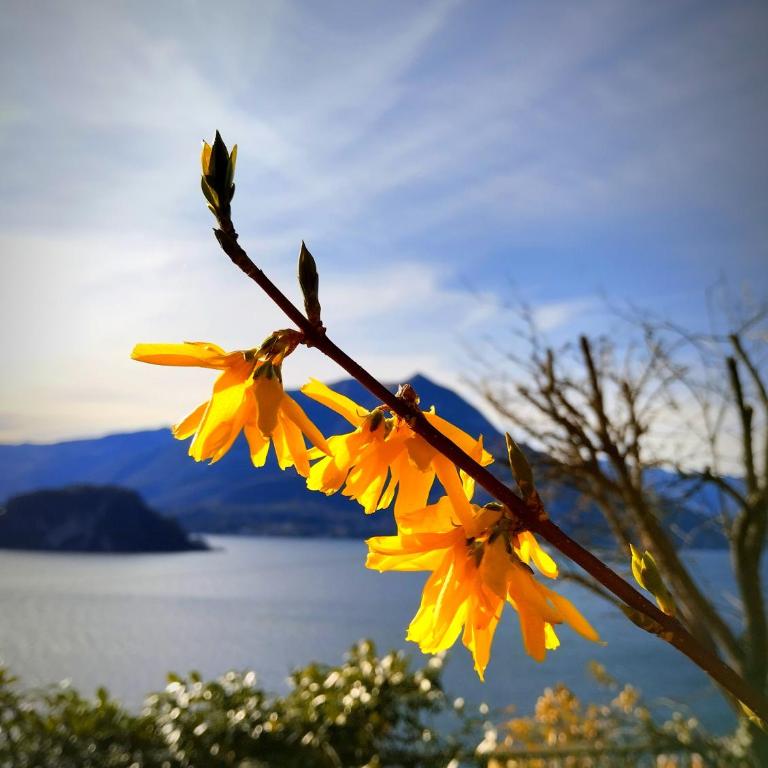 Ortensia Lake Como - perfect for couple and pets - Casa con 1 Camera da Letto - 32