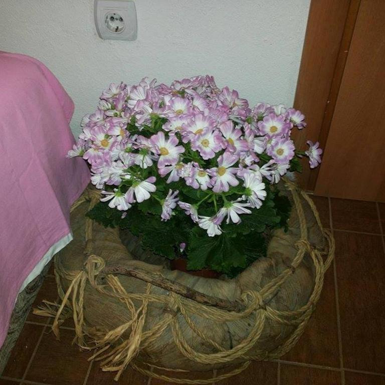 Apartments Blago Sutomore - Studio sa Balkonom (3 Odrasle Osobe) - 1