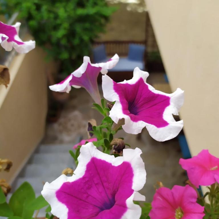 Appartamento a 50 mt dal mare - Appartamento con 2 Camere da Letto - 4