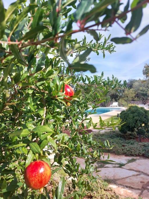 Trullo dei Mori, sea view villa with swimming pool - Three-Bedroom Villa - 43