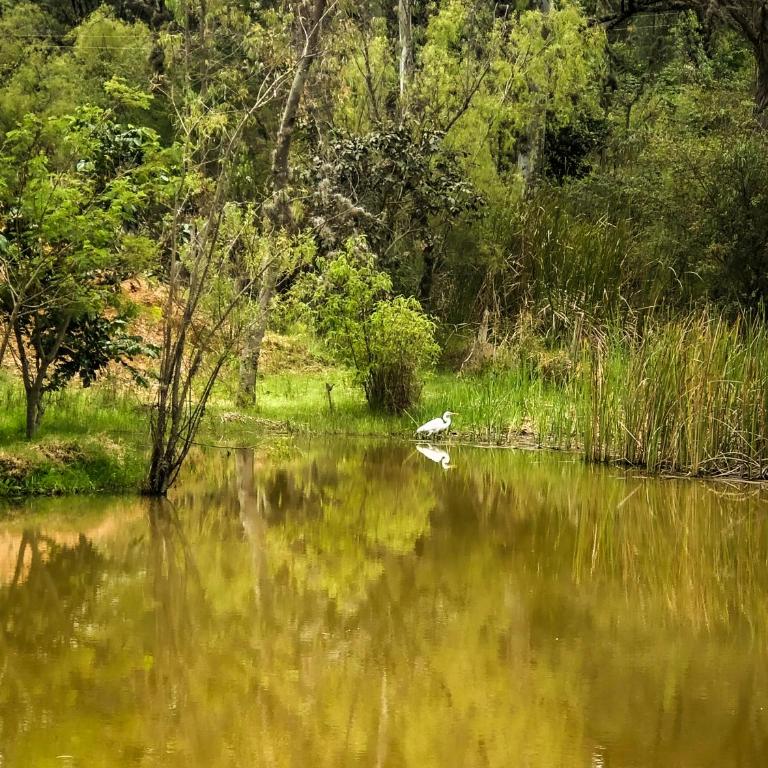 "Suite Cabaña Cantodeagua - Jacuzzi -Refugio en Reserva Natural Urbana - Villa de Leyva" - Villa Deluxe - 21