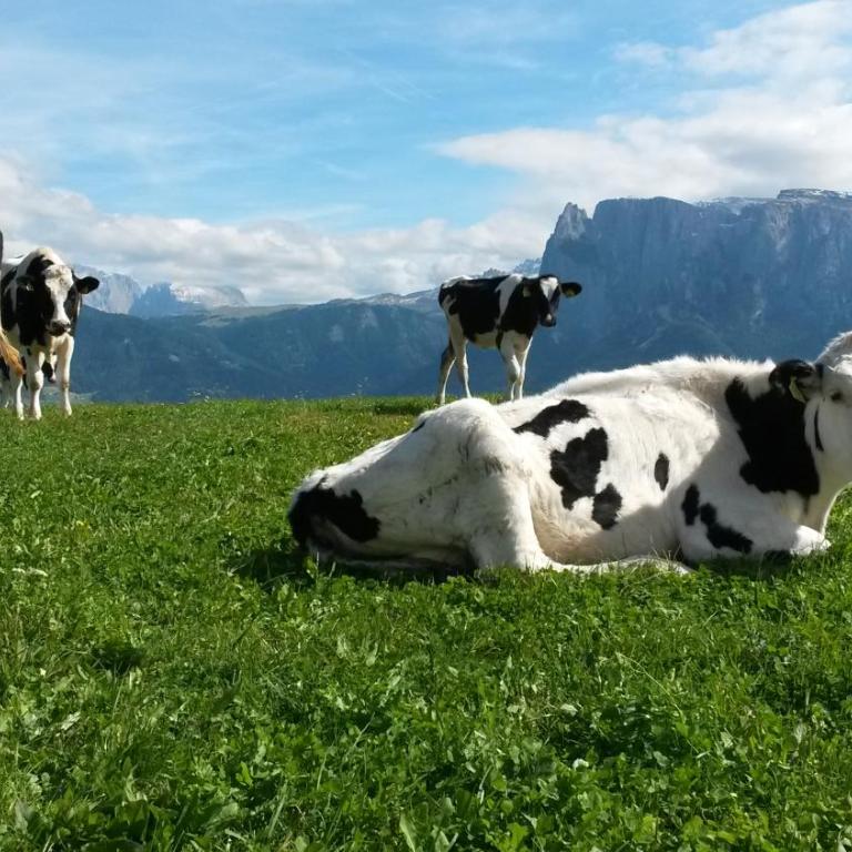 Ferienwohnung Marienkäfer Rückzugsort inmitten der Natur mit Bergblick - Appartamento con 2 Camere da Letto - 14