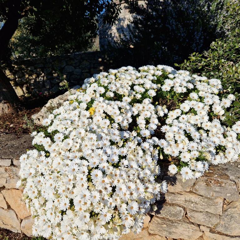 Trullo Siamese - Casa con 3 Camere da Letto - 5
