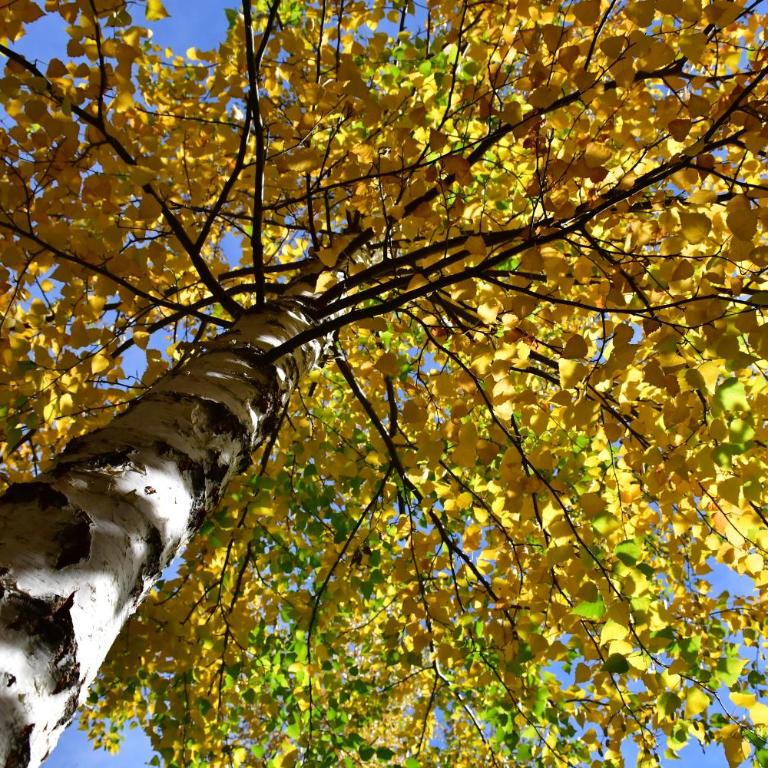 ABEDULES CABAÑAS PEHUENIA - Cabaña de 1 dormitorio - 1