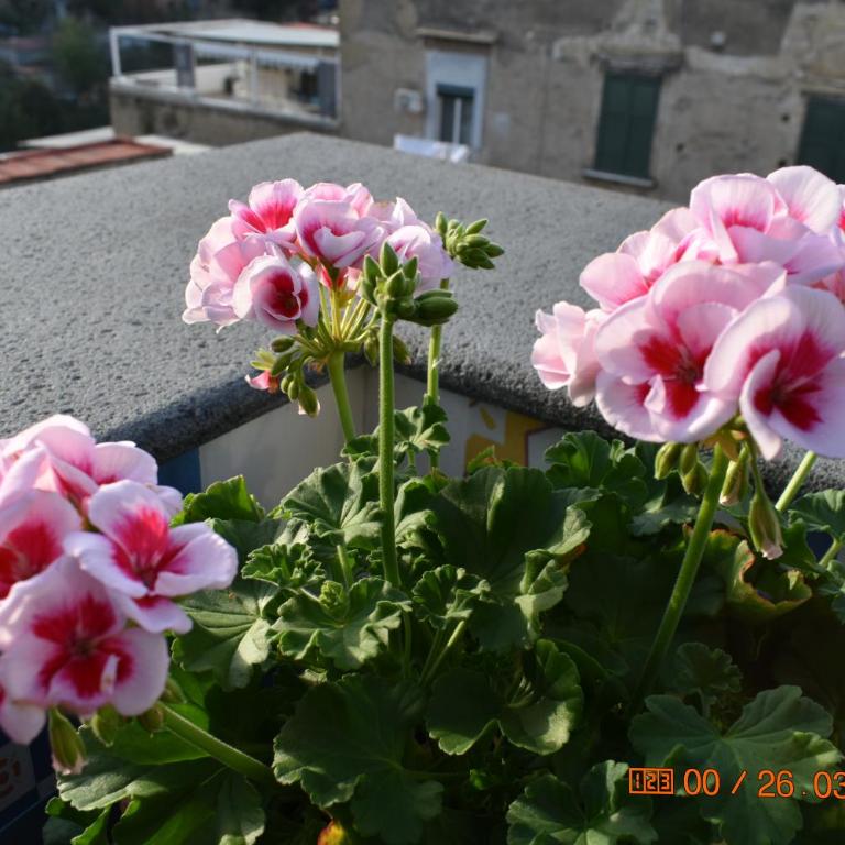 Casa Materdei - Appartamento con Terrazza - 42