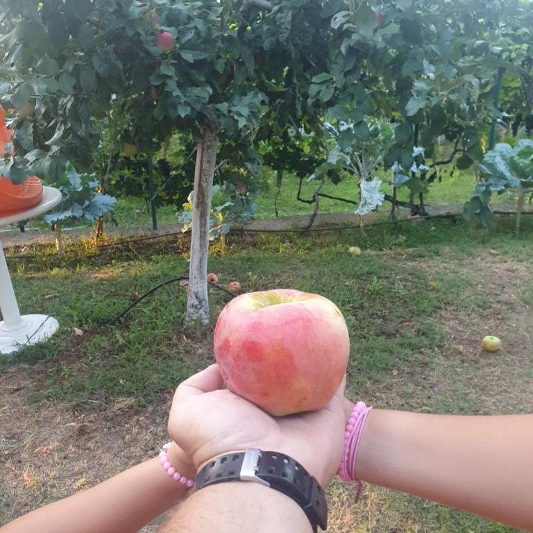 Green House Pejovic - Vila sa 2 Spavaće Sobe - 23