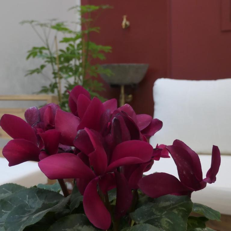 Opera Suites - Tosca - Appartamento con 1 Camera da Letto - 20