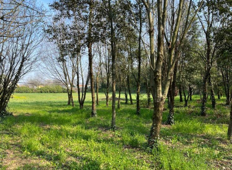 Green Woods - One-Bedroom Apartment - 4