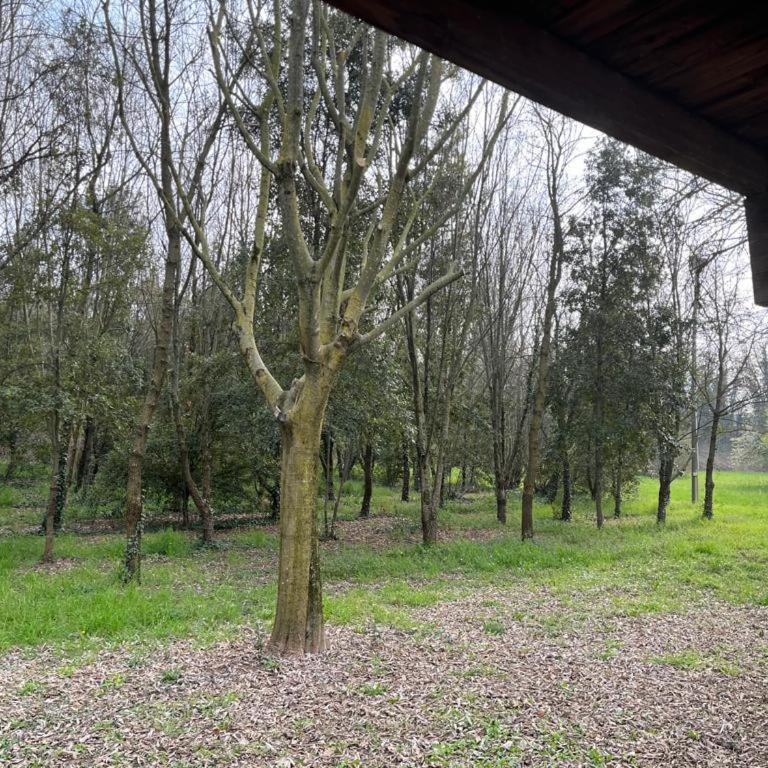 Green Woods - One-Bedroom Apartment - 5