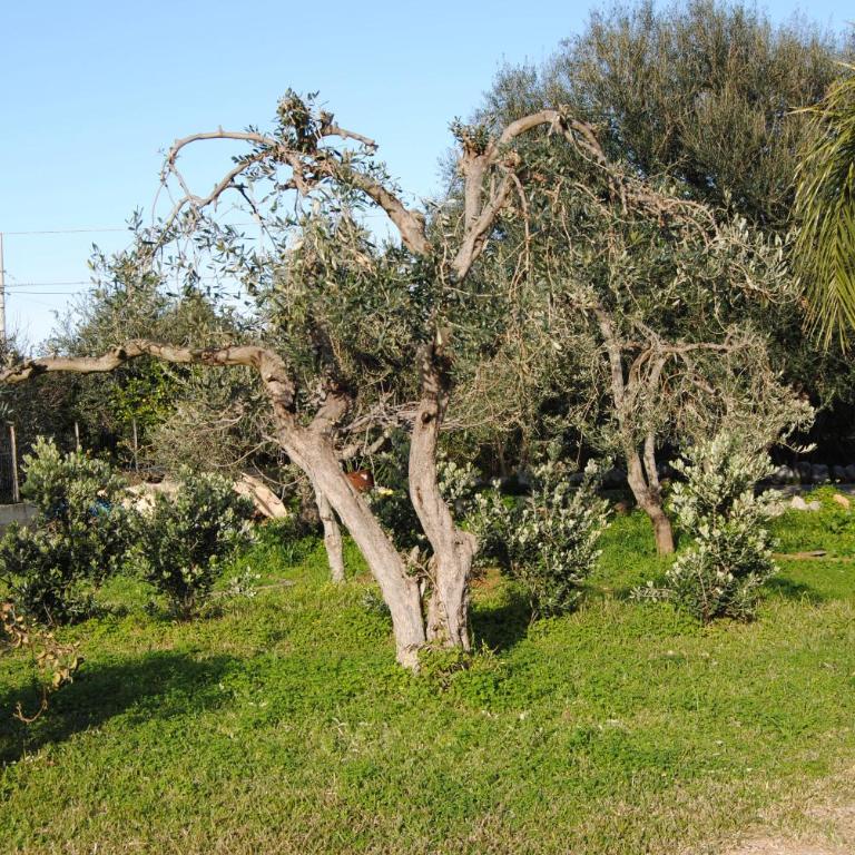 Appartamento uso turistico Villa Barbara - Casa con 4 camere da letto - 9