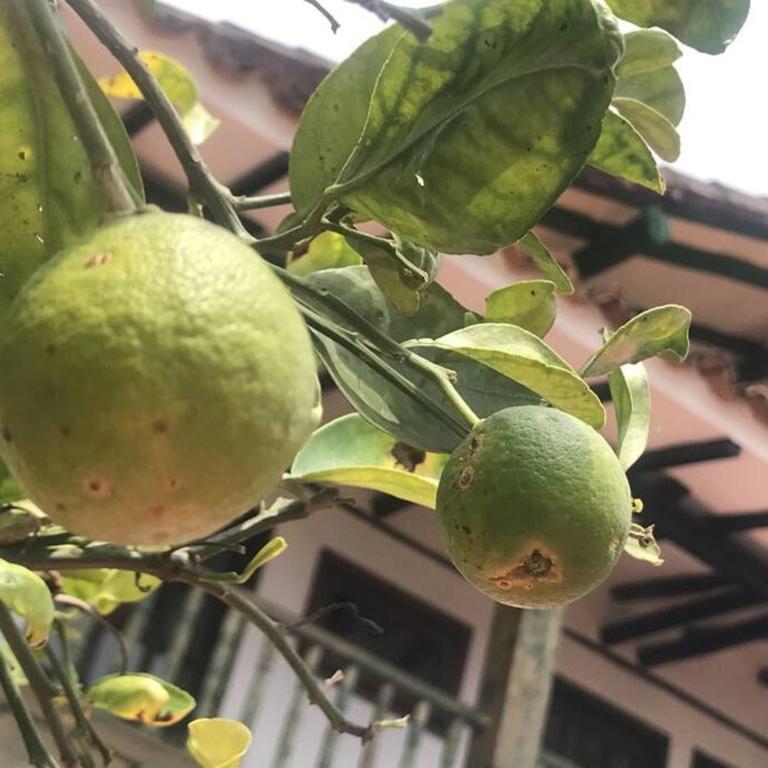 villa fatima - Villa de 1 dormitorio - 16