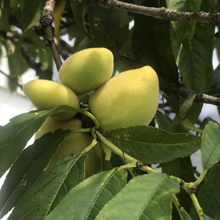 villa fatima - Villa de 1 dormitorio - 25