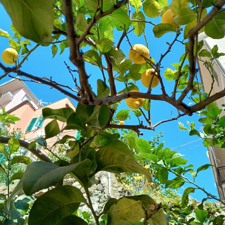 LEMONS HOUSE - Two-Bedroom Apartment - 6
