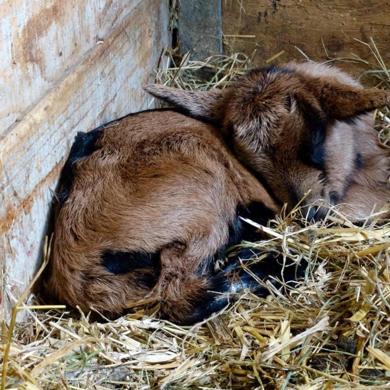 Hof im Feld - Appartamento con 3 Camere da Letto - 17