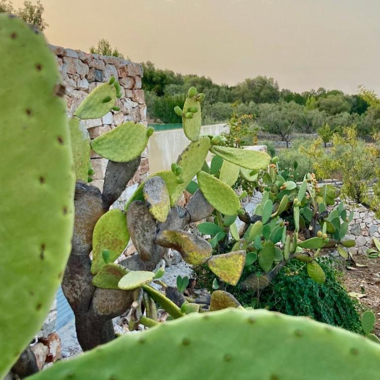 Lacinera Trulli e Lamie - Double Room with Garden View - 32