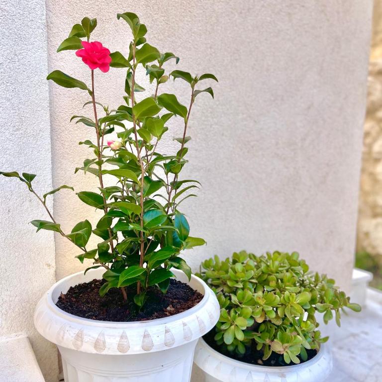 Villa Serenity Budva - Vila sa 3 Spavaće Sobe - 55