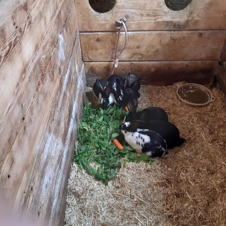 Bauernhütte Niedermaisgut - Haus mit 4 Schlafzimmern - 28