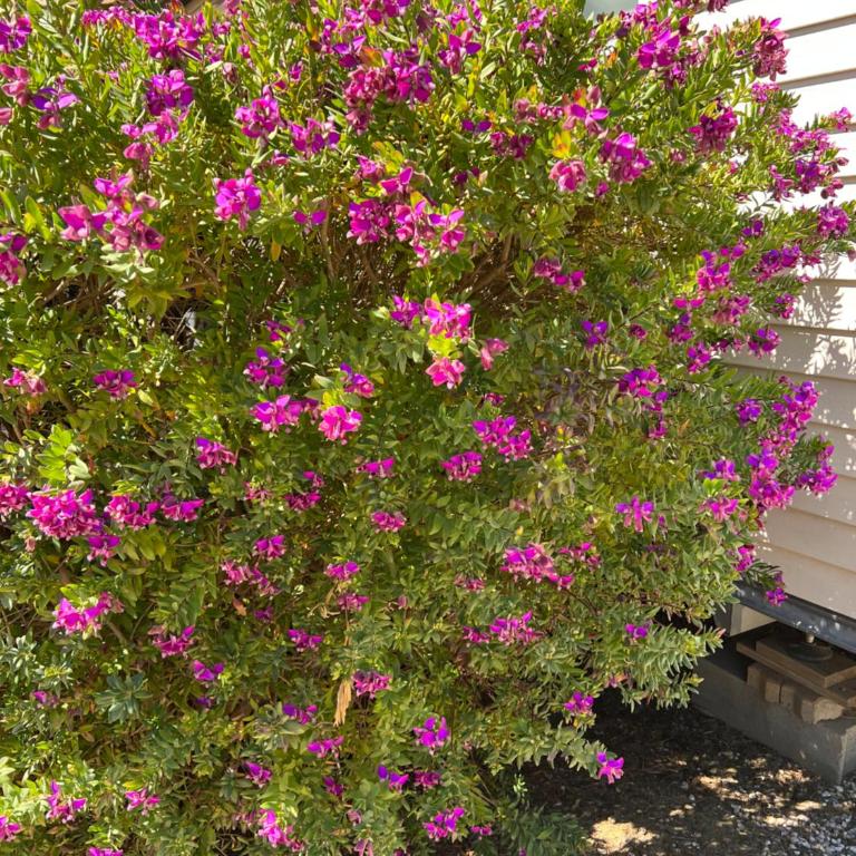 Camping Del Mar 10, Mobil home Petit Paradis, 6 personnes, Bord de mer, Camping Del Mar Village - Mobile Home - 41