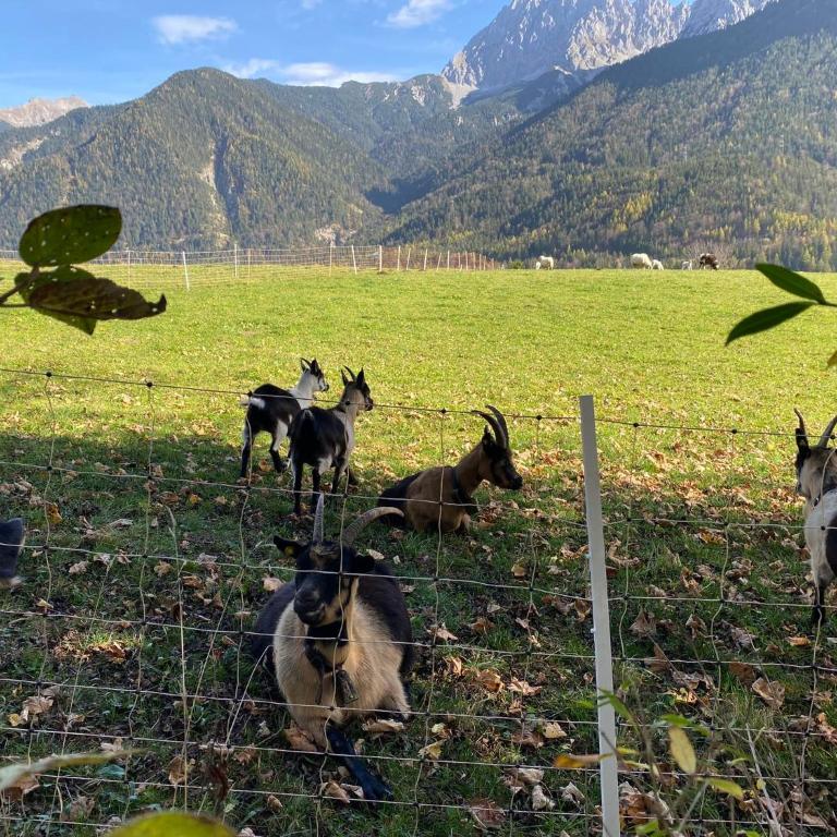 Evelyn – Haus Karwendel, Ferienwohnung - Two-Bedroom Apartment - 40