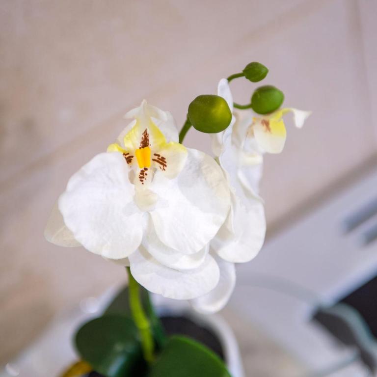 Casa-Naro - One-Bedroom Apartment - 7