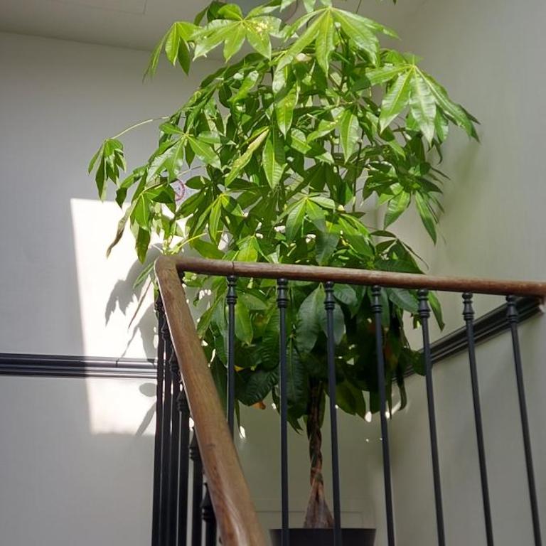 Les Suites Angevines - Loft - 2