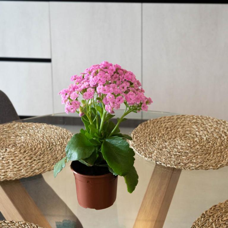Rooms & Suites Loft 2F - Central Arrecife, Lanzarote - Free Parking - Deluxe King Studio - 9
